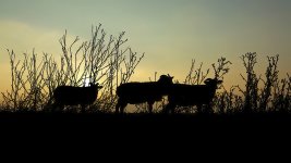 silhouette sheep Witham Bank.jpg