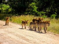 lion cubs.jpg