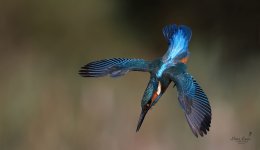 Kingfisher .11-topaz-denoise-sharpen.jpeg