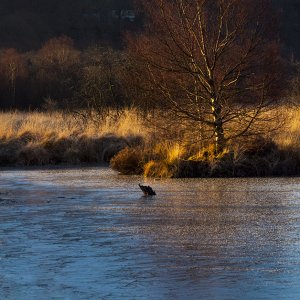 Tragaron Bog Feb cold frozen water 2010.jpg