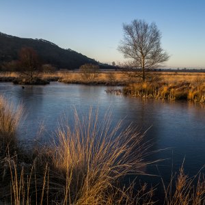 Tragaron Bog West Wales Feb 2010.jpg