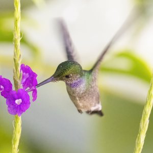 Blue Chested Hummingbird