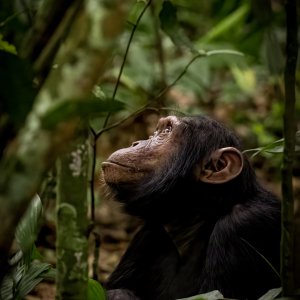 Chimpanzee - Kibale Forest