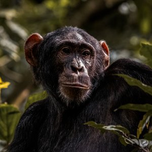 Chimpanzee - Kibale Forest