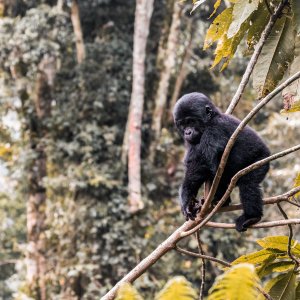 Gorilla - Bwindi Forest
