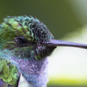 Blue chested Hummingbird 9.jpg