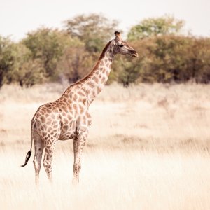 Essential Africa Giraffe 2.jpg