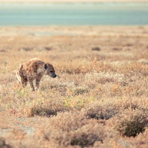 Hyena Stalking.jpg