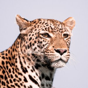 Leopard in Tree 4.jpg