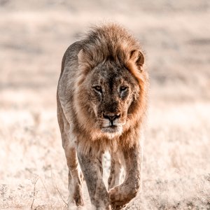 Male Lion 3.jpg