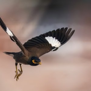 myna.jpg