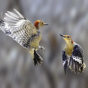 Red-Bellied Woodpeckers.jpg
