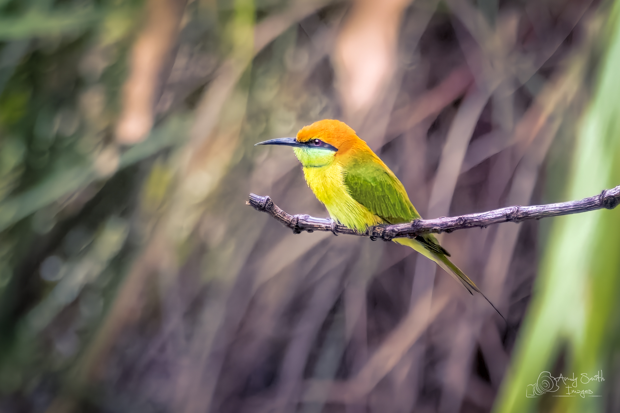 240921_Green Bee Eater_01_2048.jpg