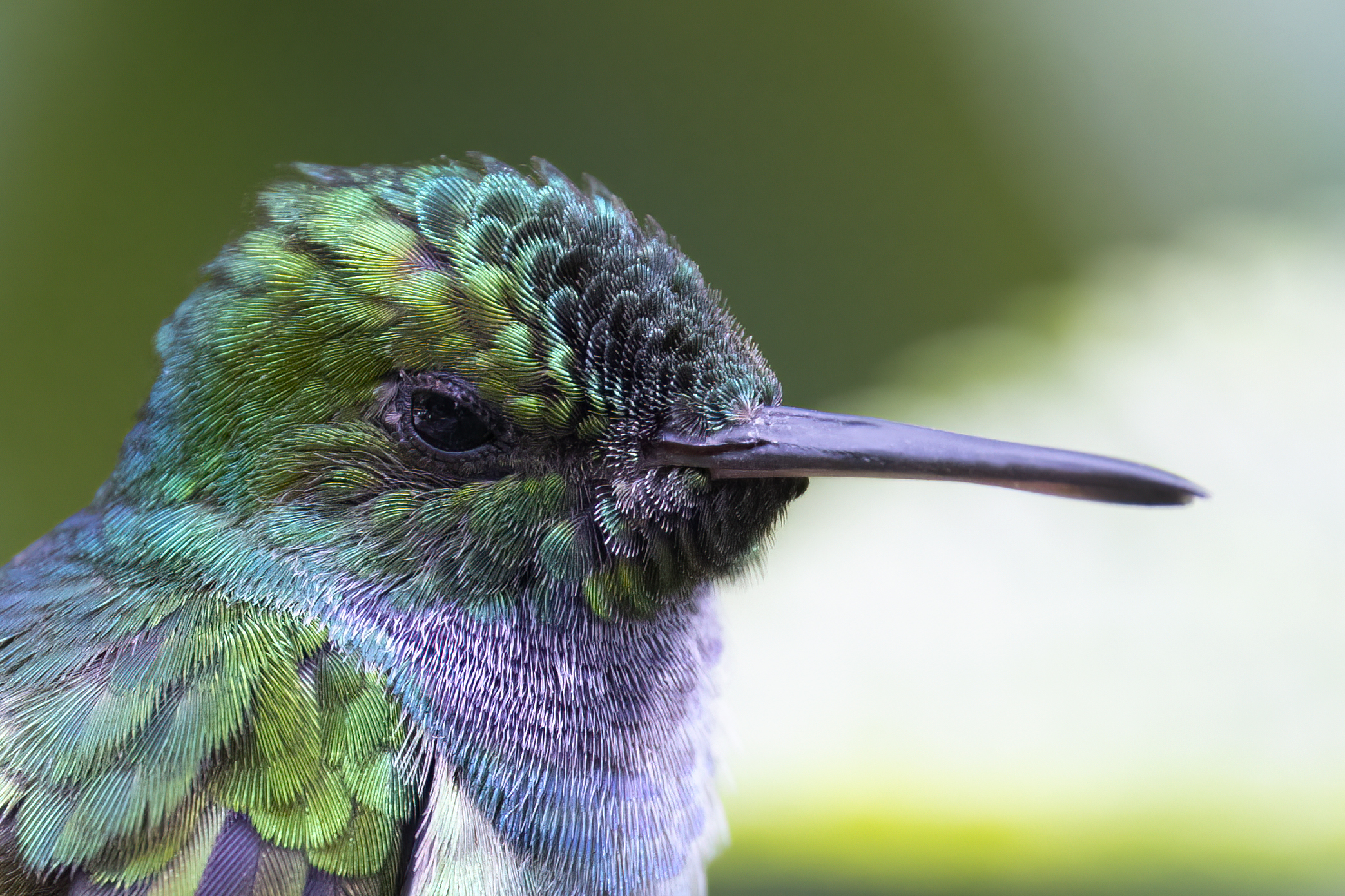 Blue chested Hummingbird 9.jpg