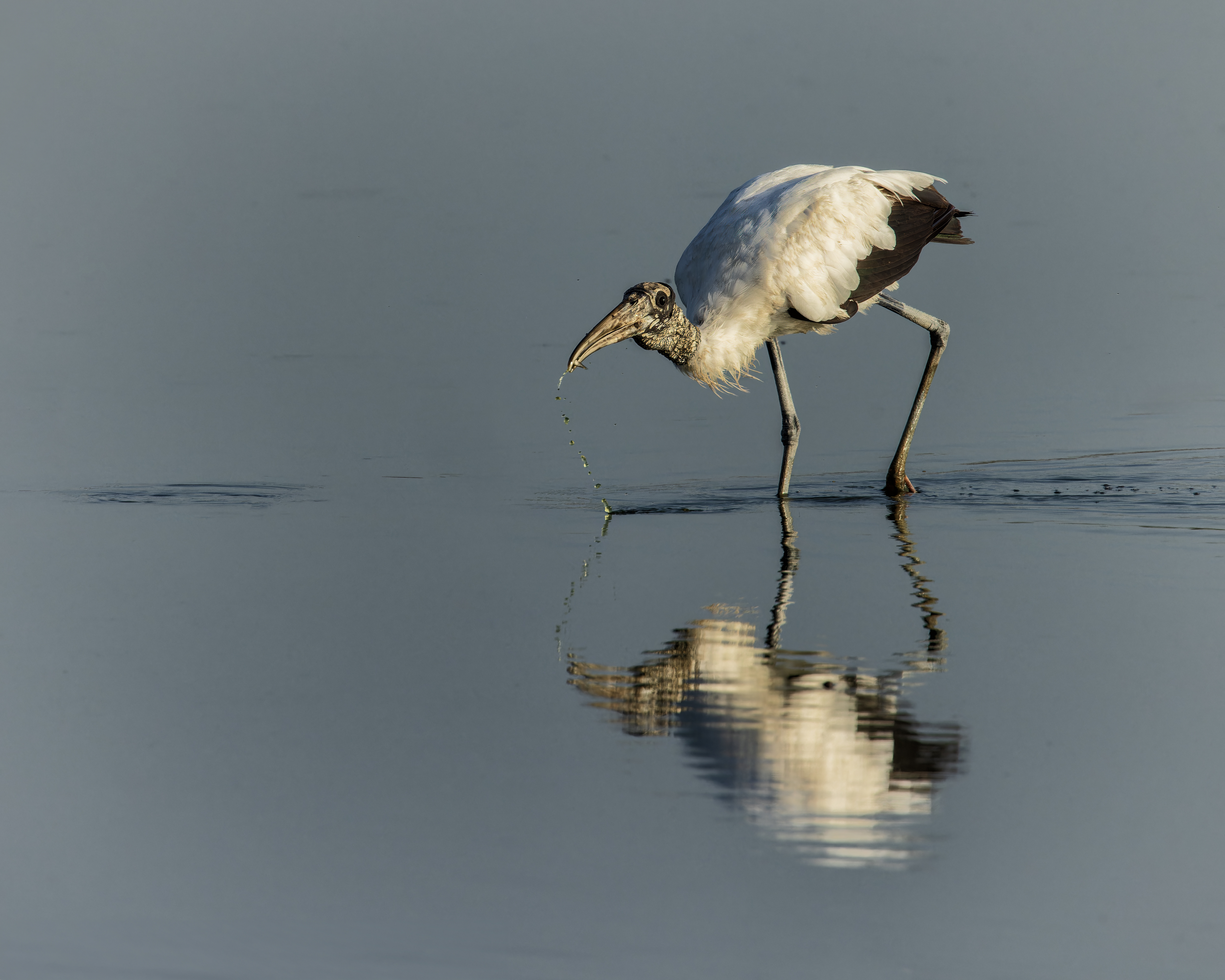 Brazoria NWR - Wood Stork_Jul172023_0031-CR3_DxO_DeepPRIMEXD.jpg