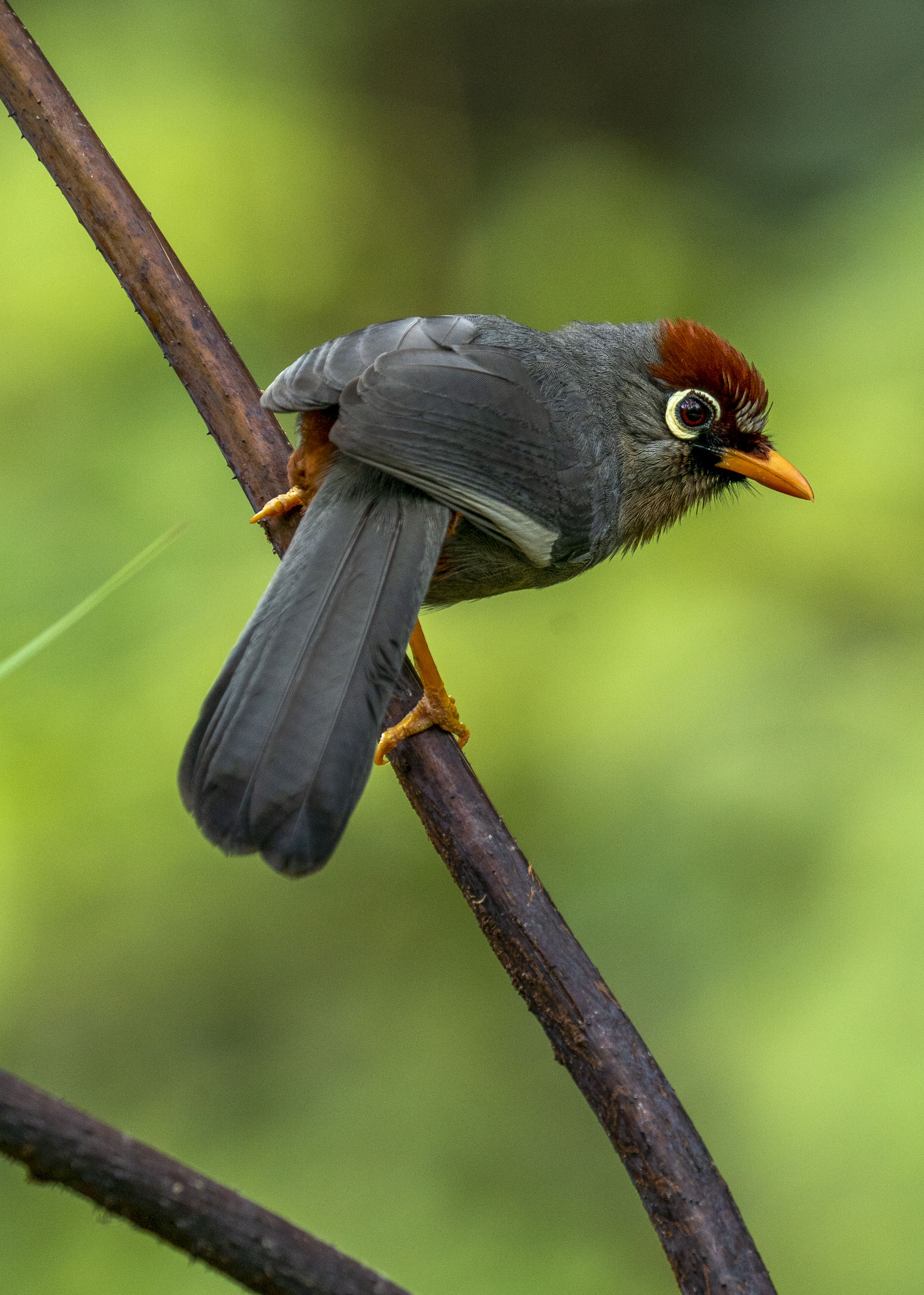 DSC03869 Chestnut-capped Laughingthrush.jpg