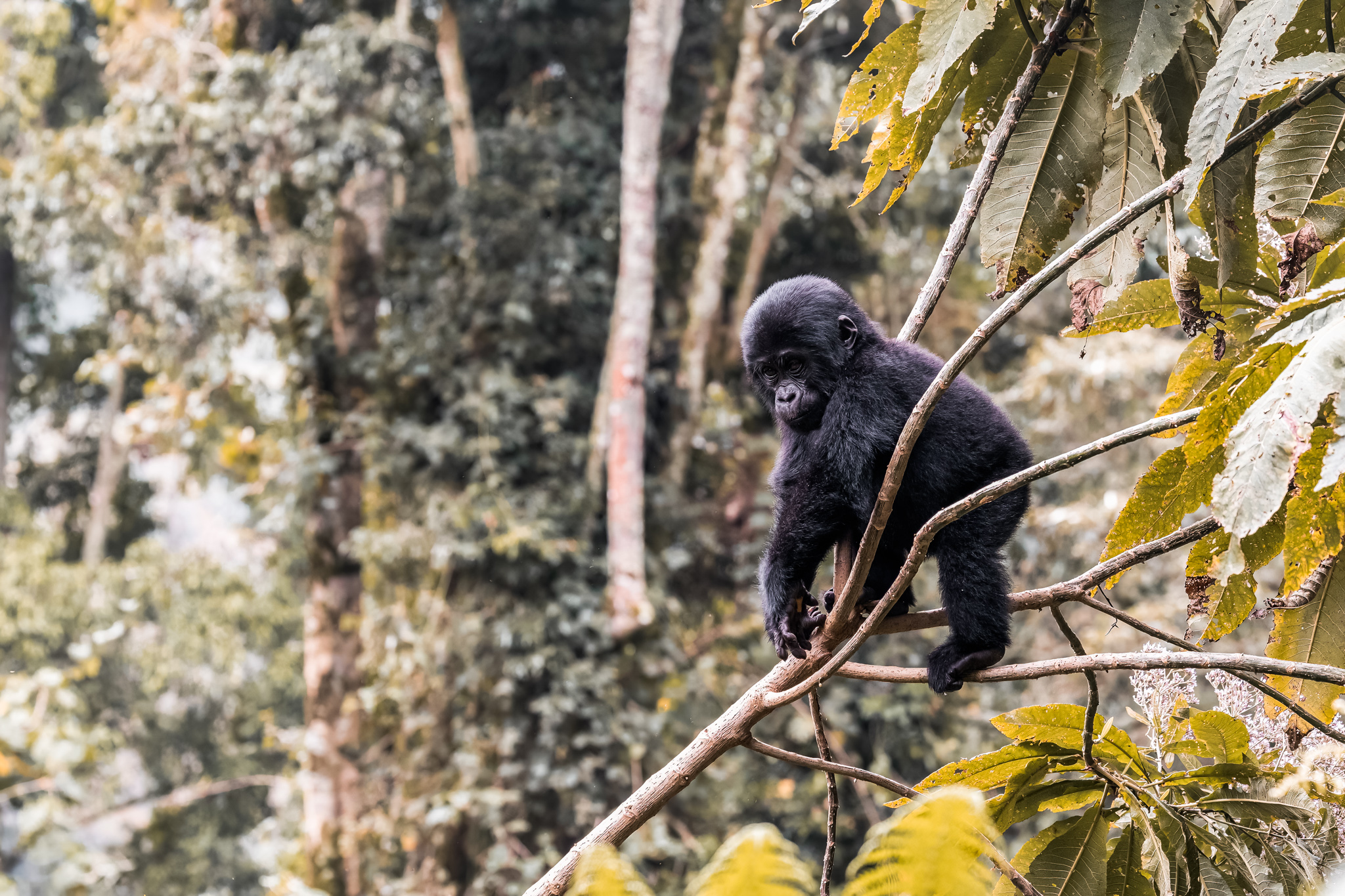 Gorilla - Bwindi Forest