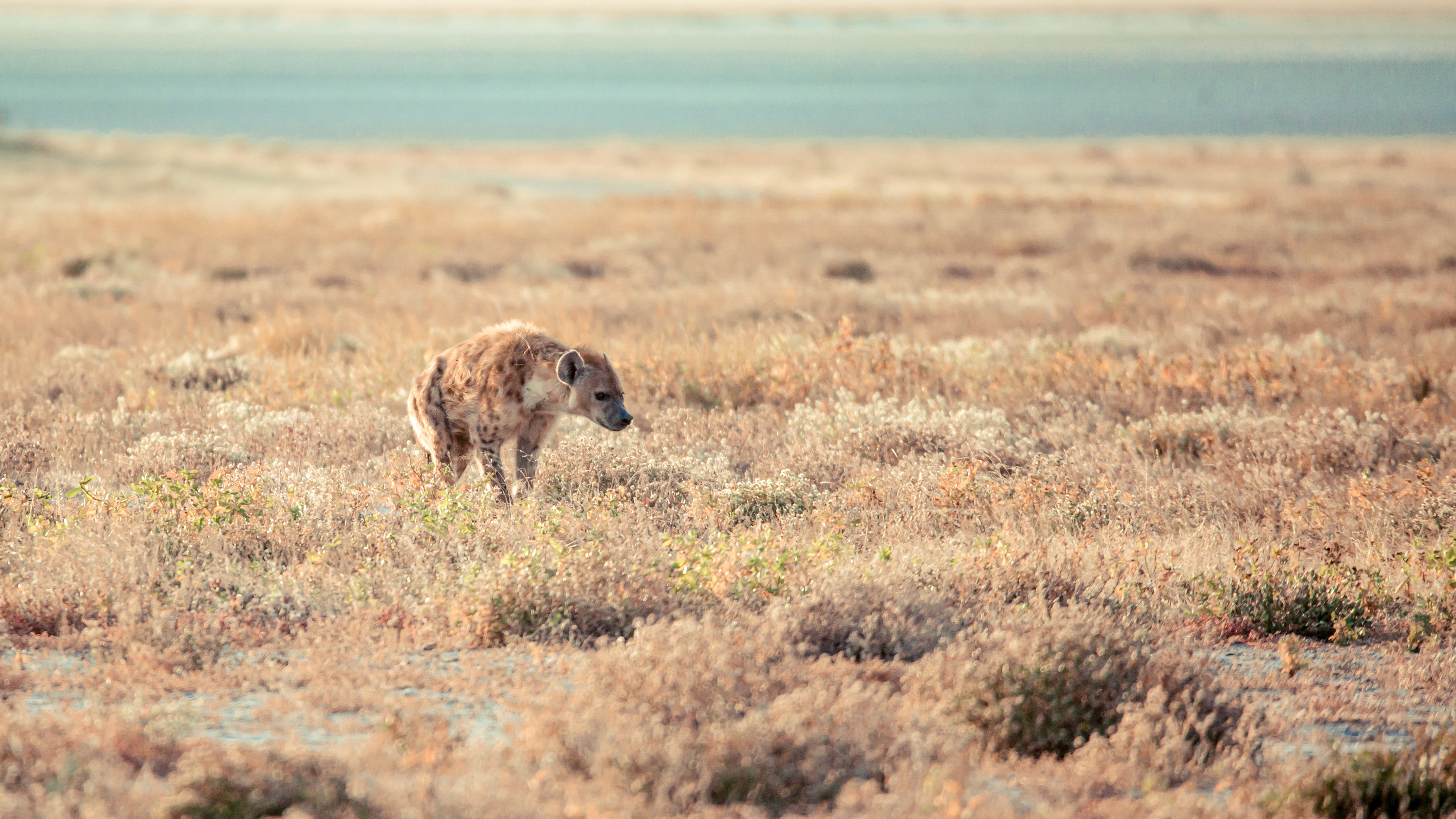 Hyena Stalking.jpg