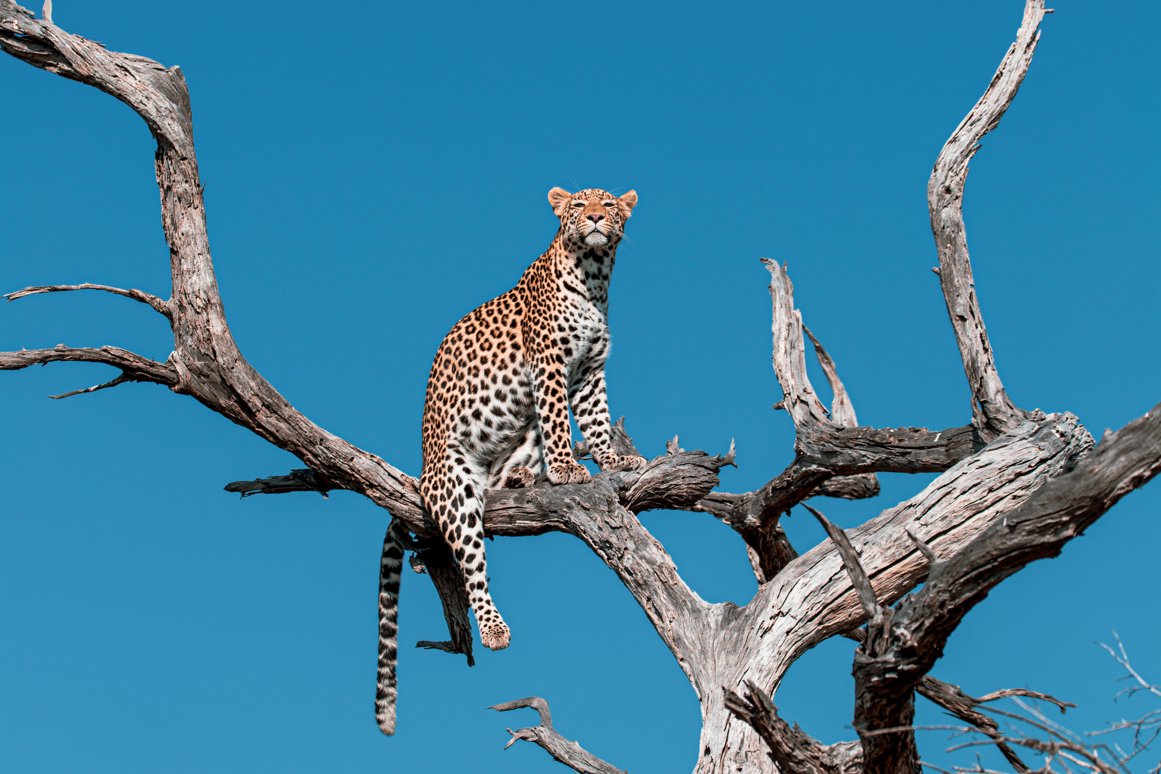 Leopard in Tree 3.jpg