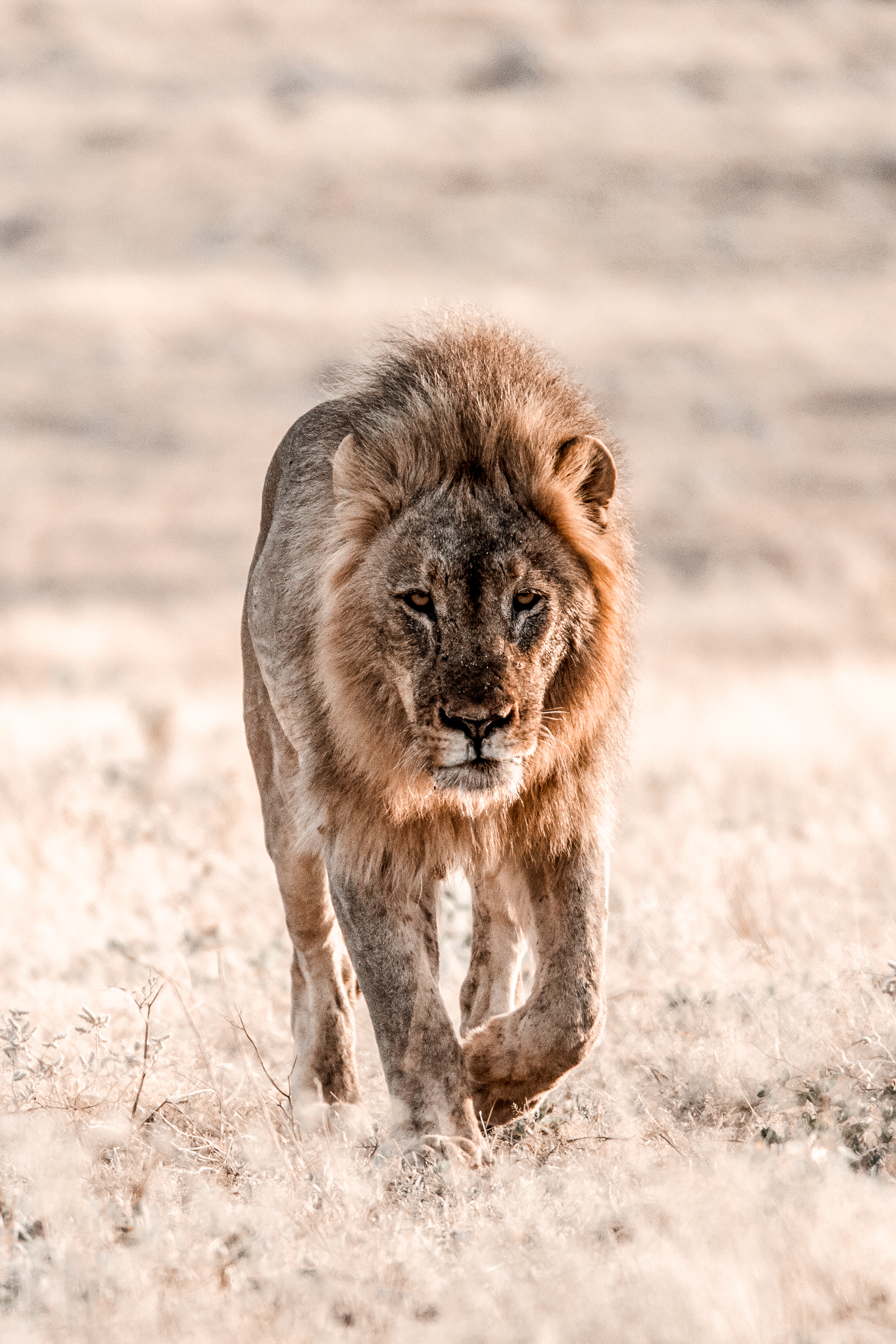 Male Lion 3.jpg