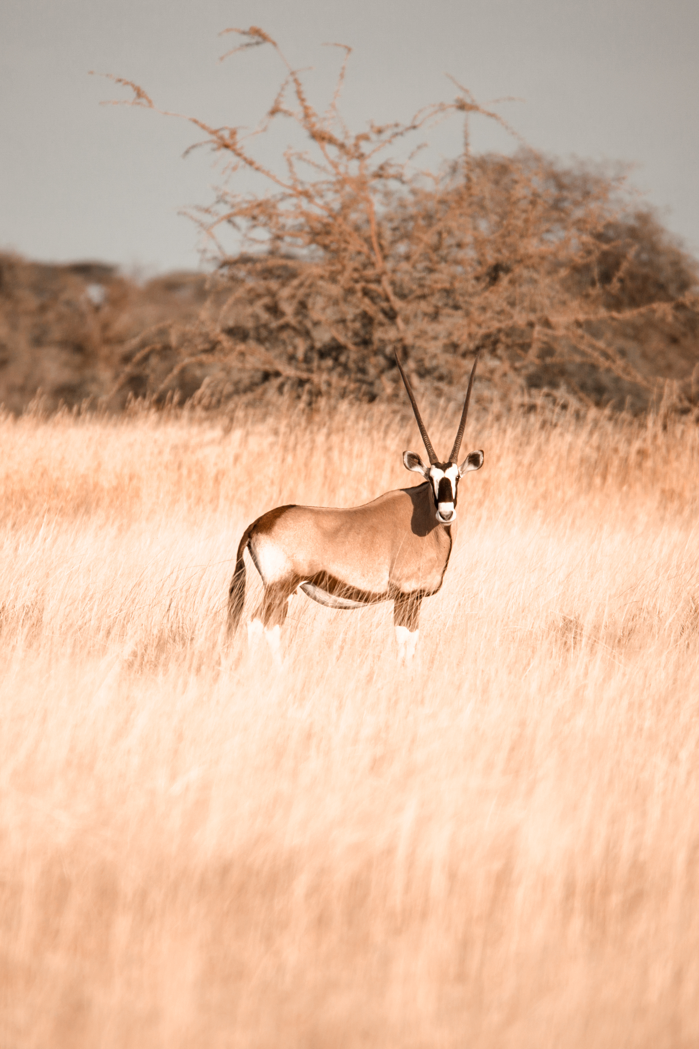 Oryx in Grass.jpg