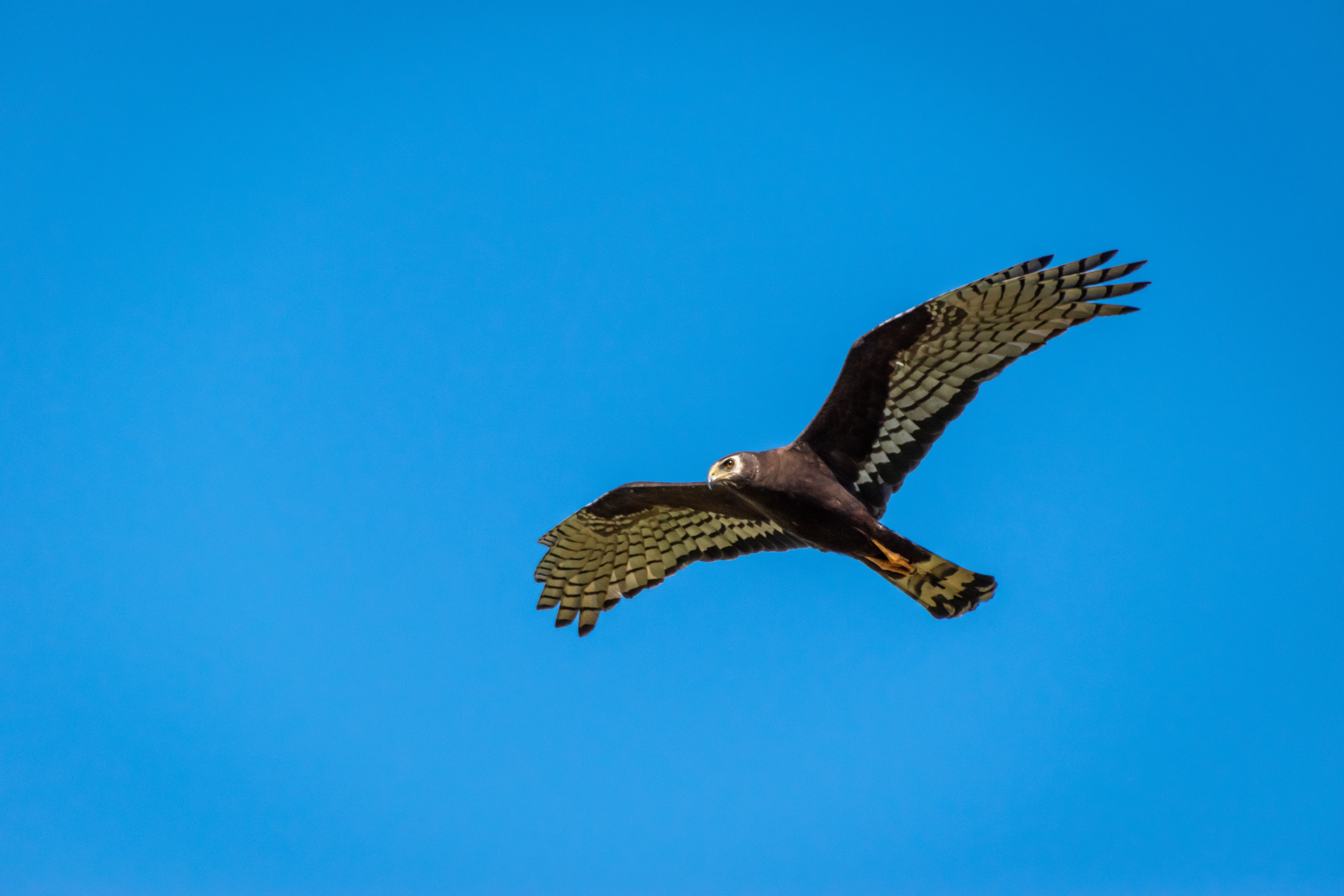 pajaro4-1.JPG