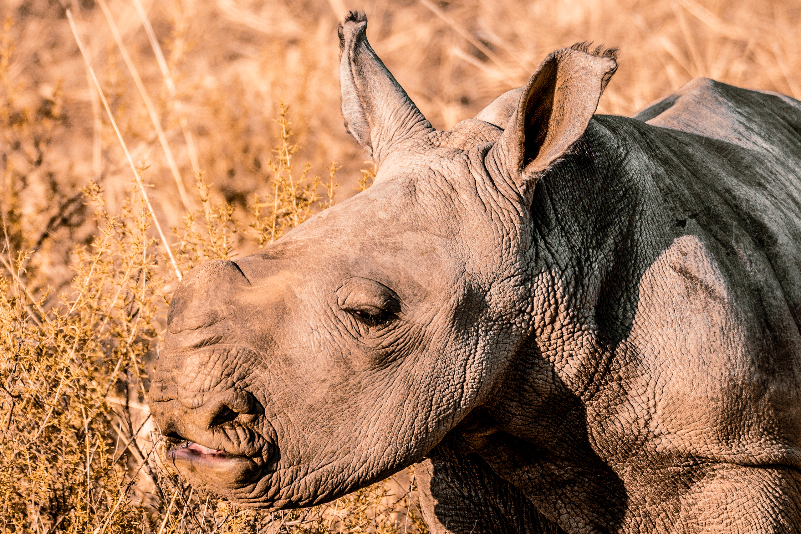 Rhino Calf 6.jpg